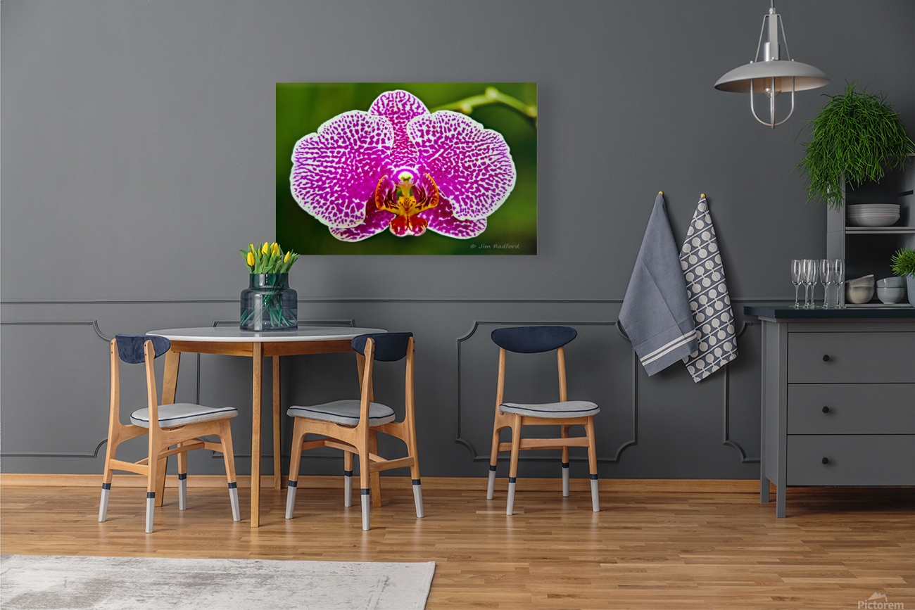 Pink Orchid Reproduction