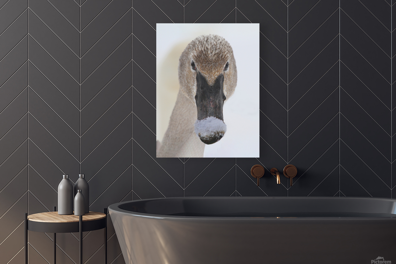 Trumpter swan Reproduction