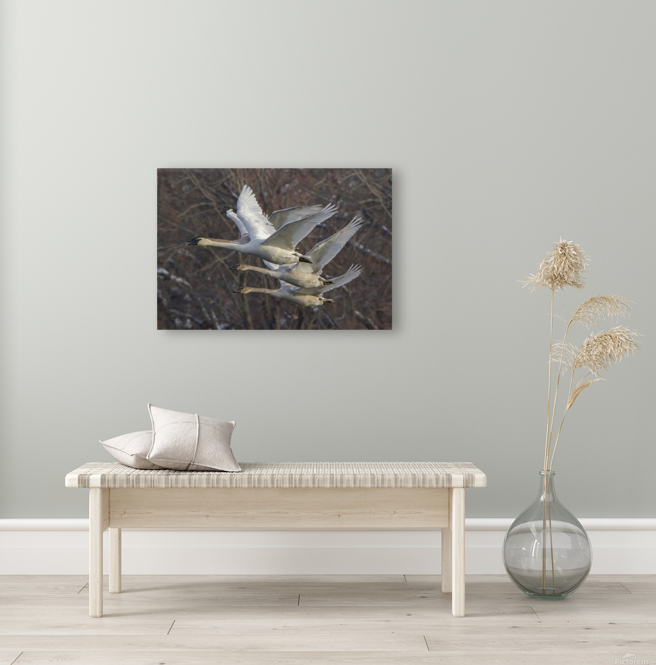 Trumpter swans Reproduction