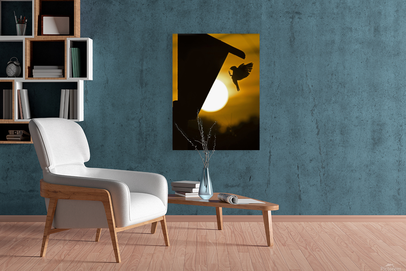 Tree Swallow Reproduction