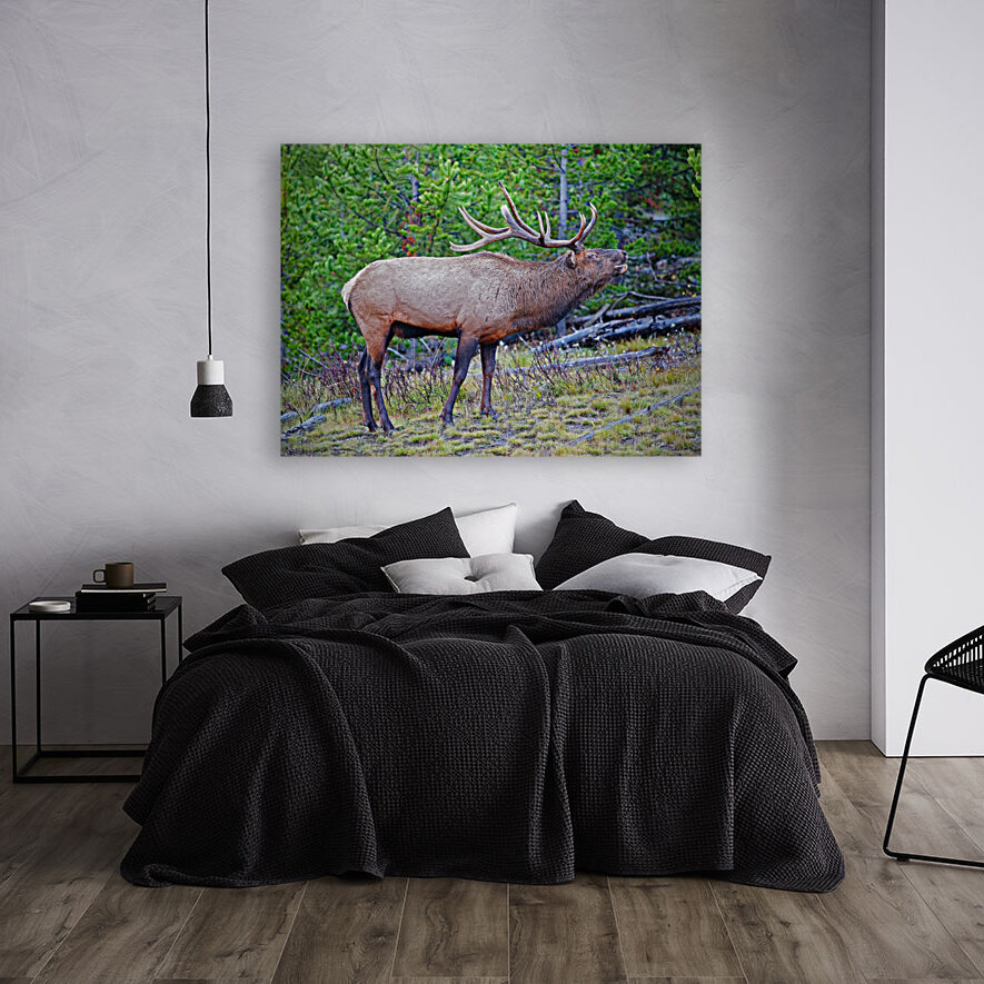 Alert call — bull elk Reproduction