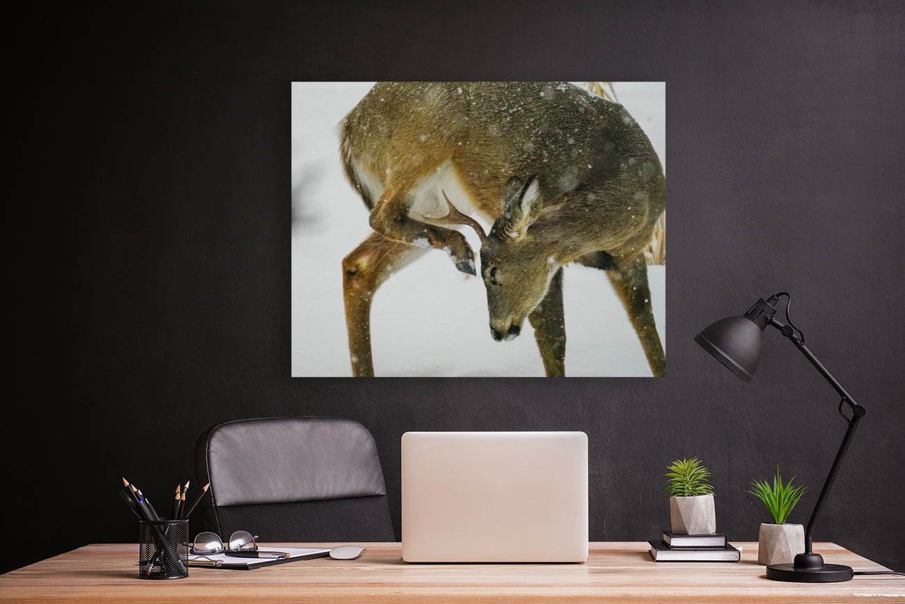 White tail scratching Reproduction