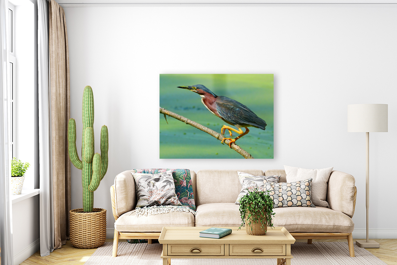 Green Heron hunting Reproduction