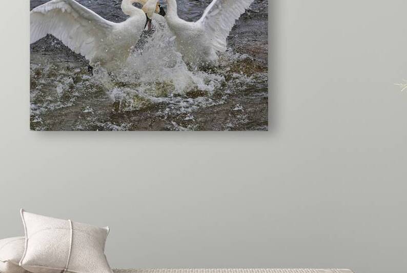 Battling Swans by Jim Radford
