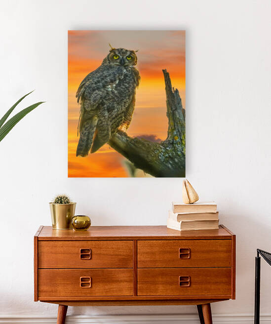 Owl standing watch by Jim Radford