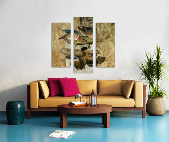 Wood duck squabble by Jim Radford Wall Art