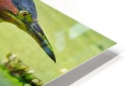 Green Heron  HD Metal print