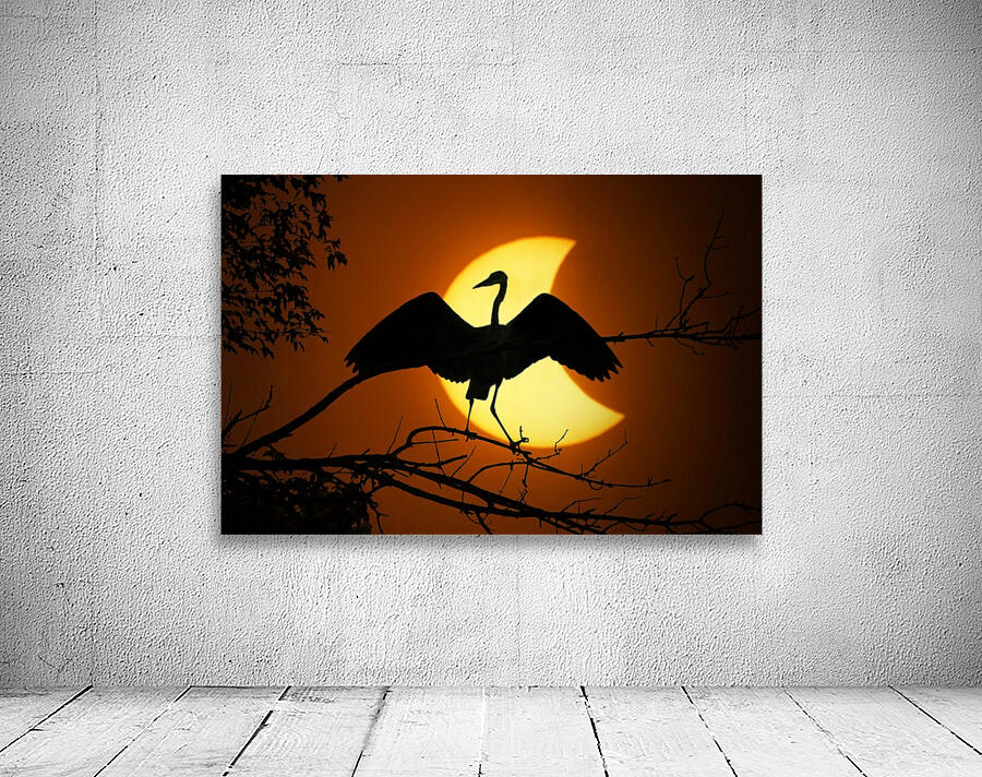 Egret Eclipse - 2017 Wall Preview