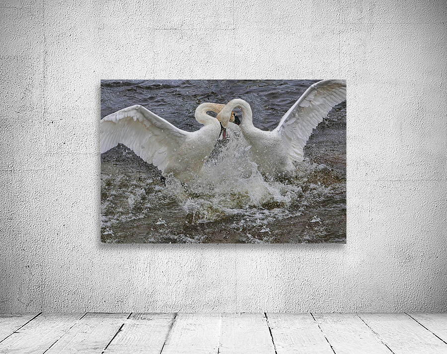 Battling Swans Wall Preview