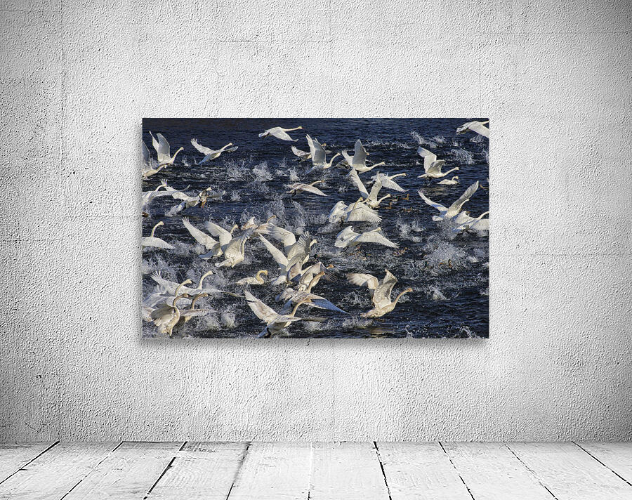 Liftoff  Wall Preview