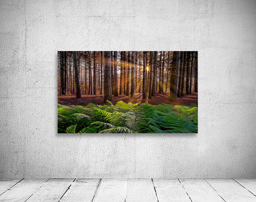 Morning light in the pines Wall Preview