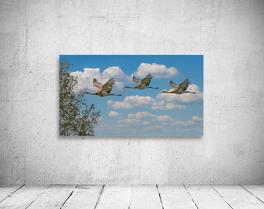 Three cranes a crusin Wall Preview