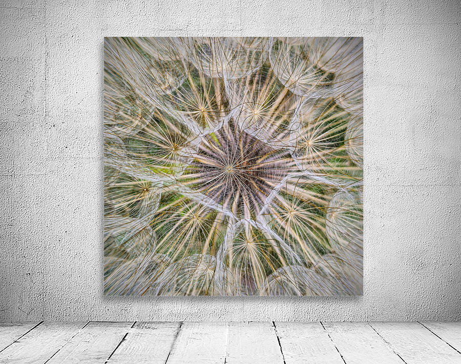 Dandelion Pappus Wall Preview