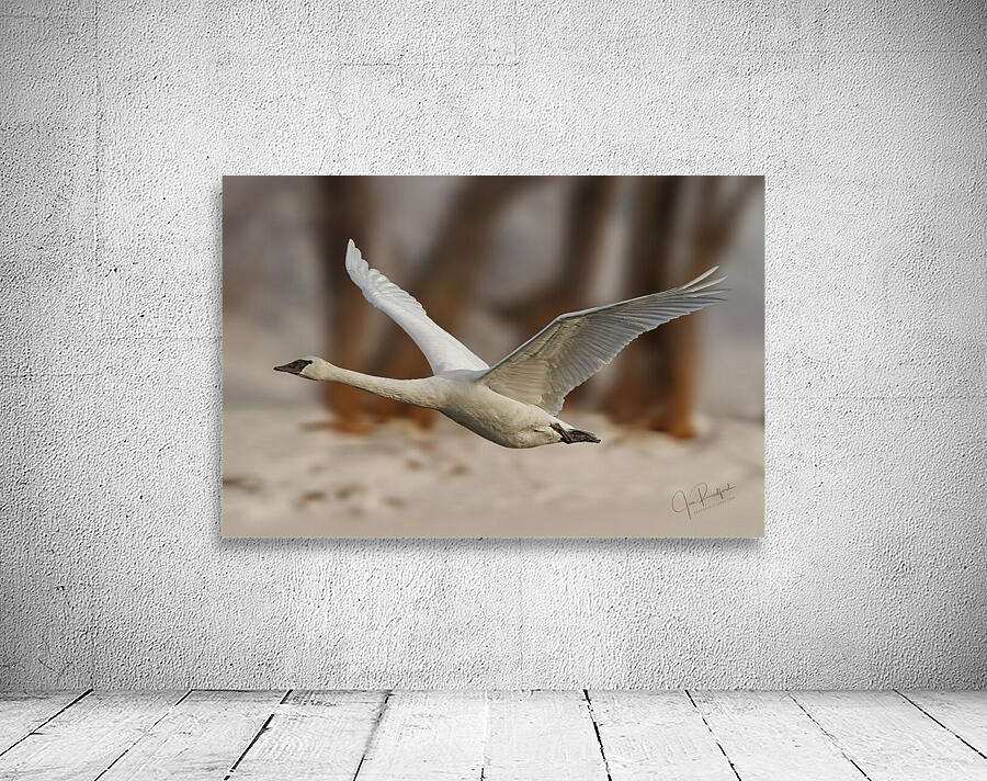 Trumpeter Liftoff Wall Preview