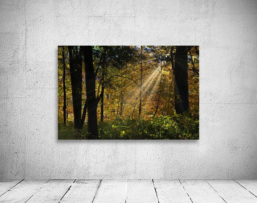 Falling leaves and beams  Wall Preview