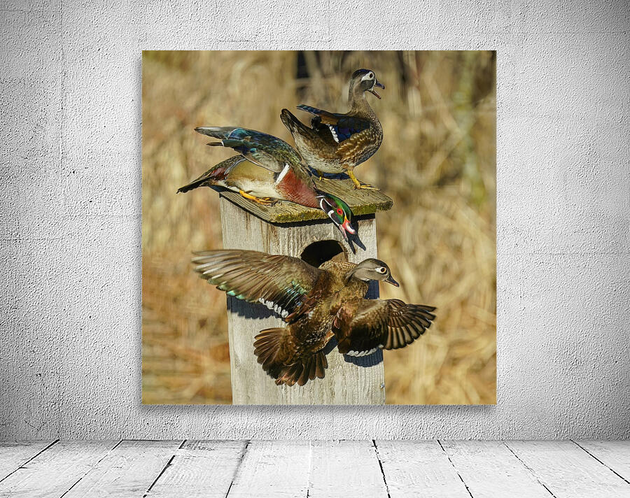 Wood duck squabble Wall Preview