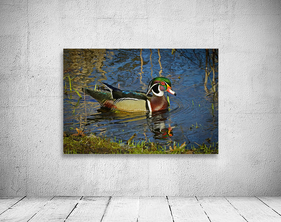 Wood Duck in Minnesota Wall Preview