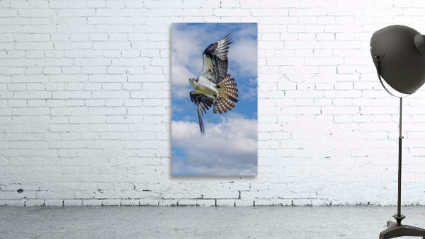 Osprey on the hunt Wall Preview