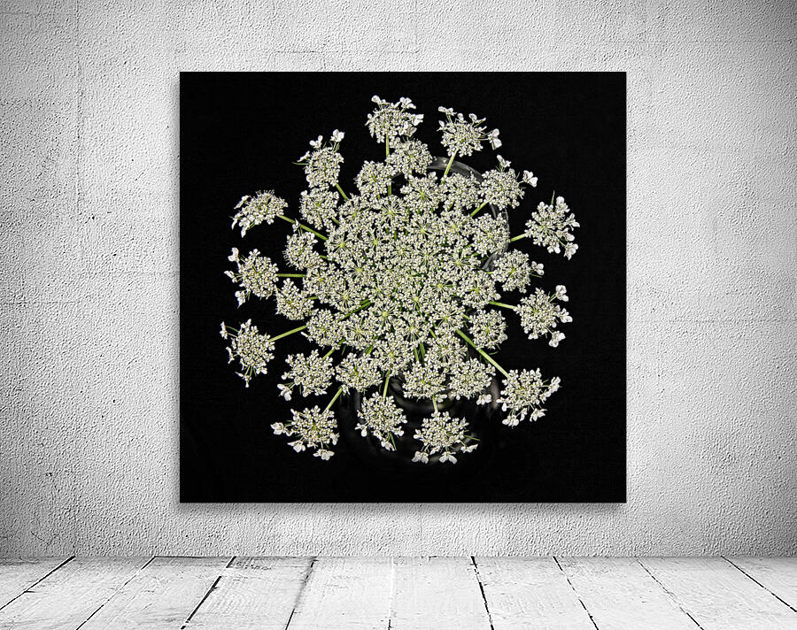 Wild Carrot Wildflower Wall Preview