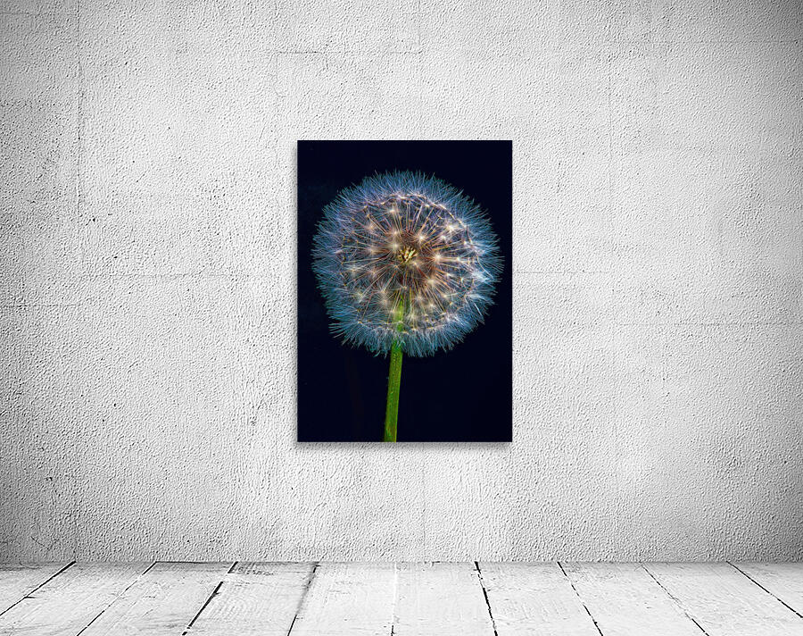 Dandelion Burst Wall Preview