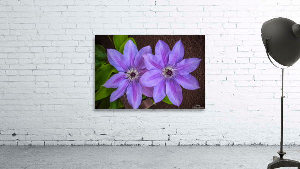 Clematis Flower Wall Preview