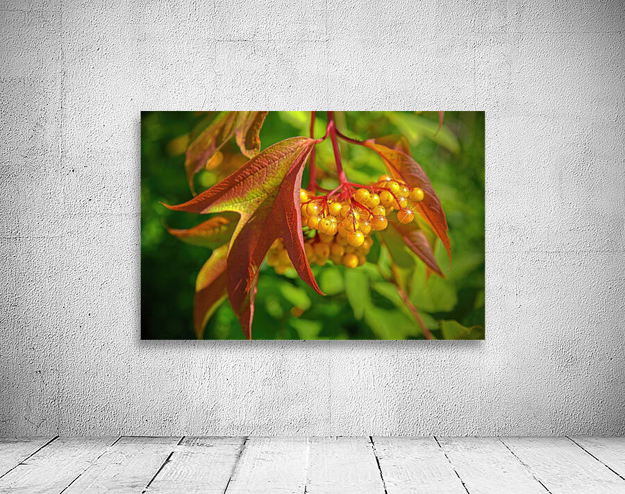 Viburnum sargentii Koehne Wall Preview