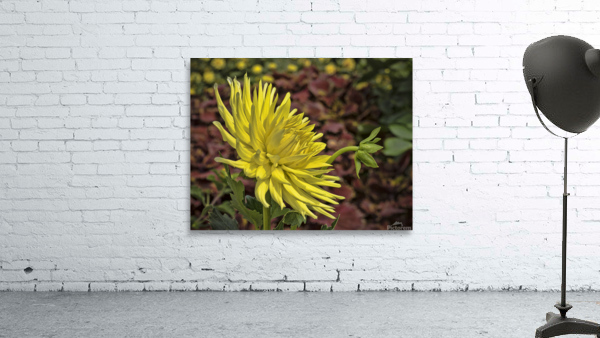 Yellow Dahlia Wall Preview