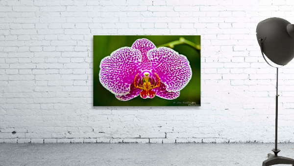 Pink Orchid Wall Preview