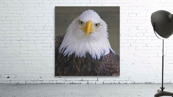 Bald eagle  Wall Preview