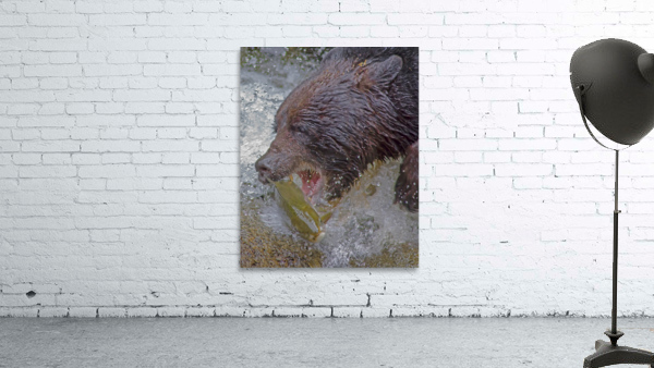 Grizzly bear and dinner Wall Preview