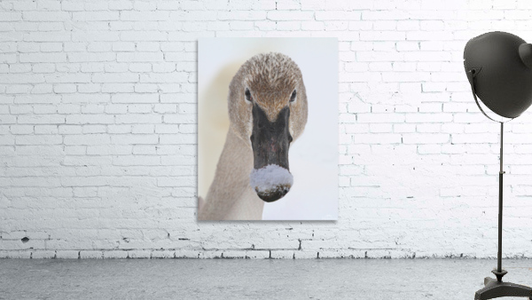 Trumpter swan Wall Preview