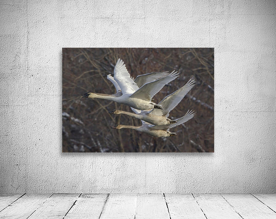 Trumpter swans Wall Preview