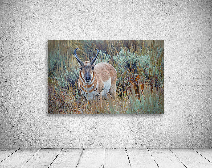 Pronghorn Antelope Wall Preview
