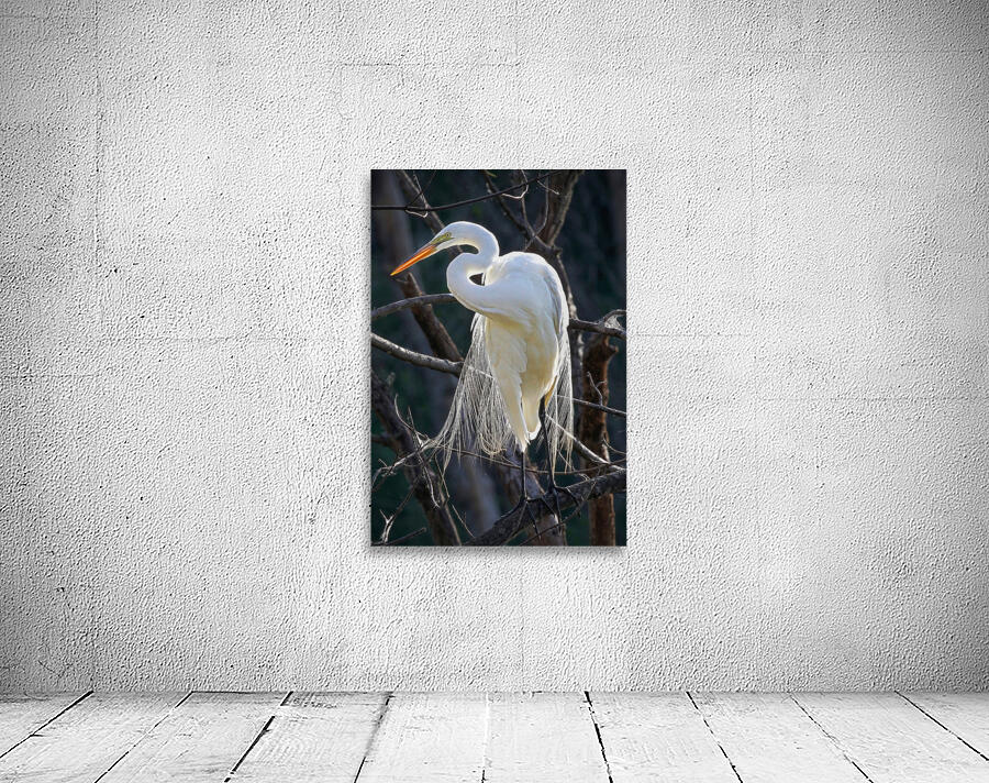 White egret Wall Preview