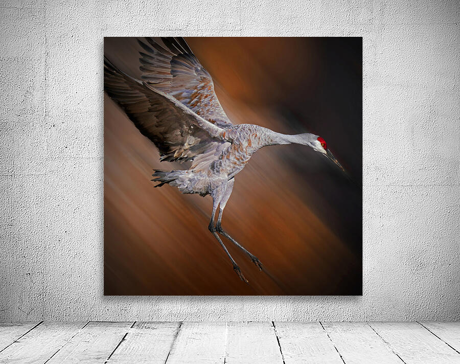 Sandhill in-flight motion Wall Preview