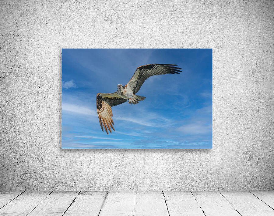 Osprey in flight Wall Preview