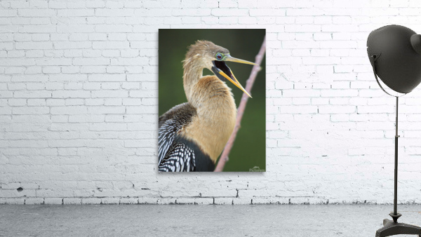 Juvenile Anhinga Wall Preview