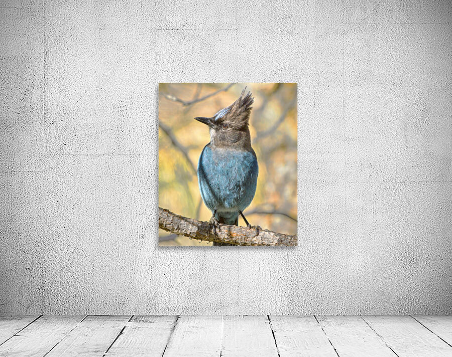 Steller Jay Wall Preview