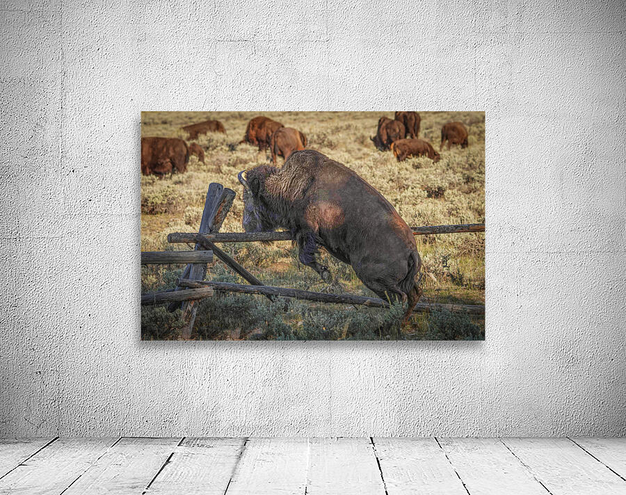 Bison leaping Wall Preview