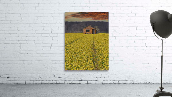 Flourishing fields of flowers Holland Wall Preview
