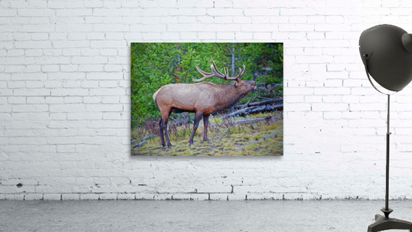 Alert call — bull elk Wall Preview