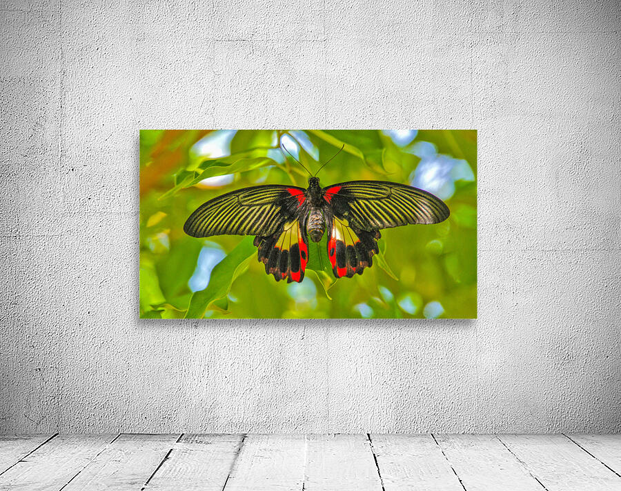 Scarlet Swallowtail Butterfly Wall Preview