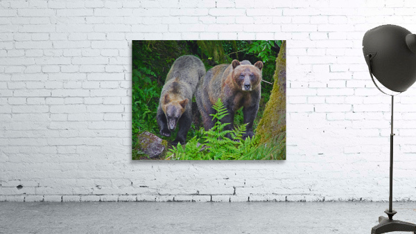 Alaskan Grizzly Bears Wall Preview