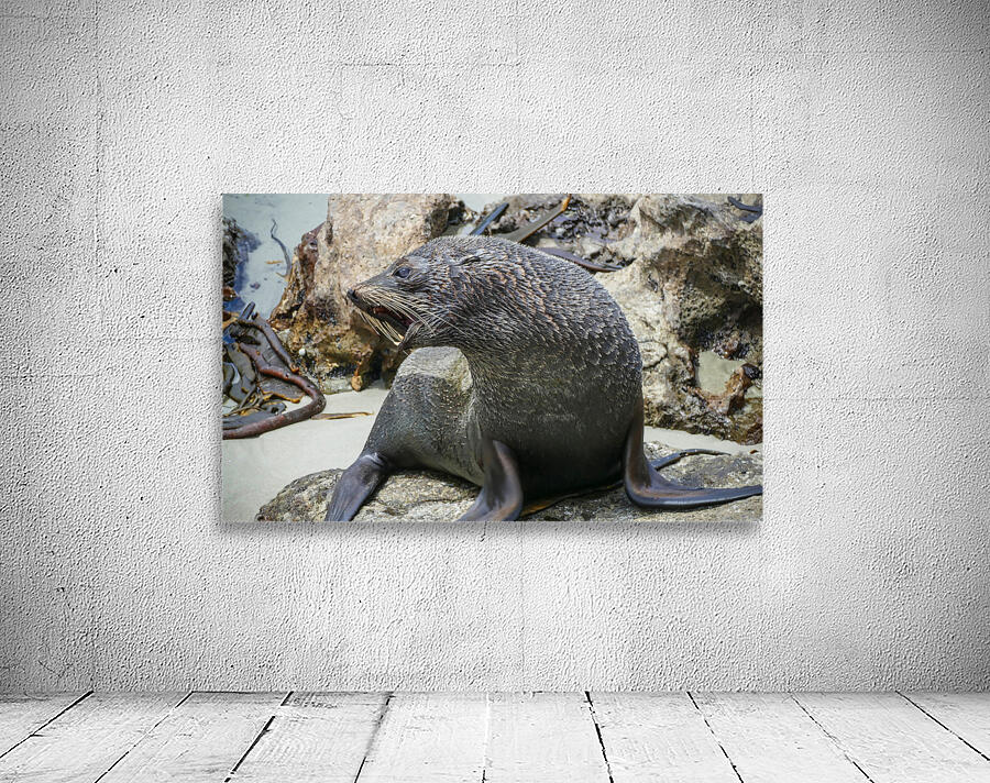 New Zealand fur seals Wall Preview