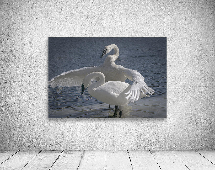 Comforting swan Wall Preview