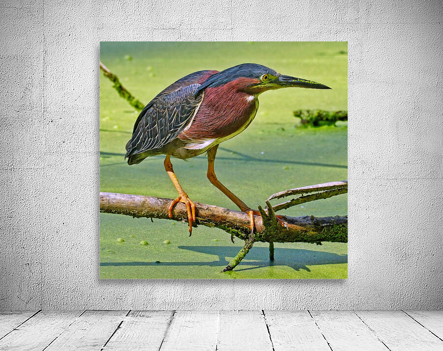 Green Heron  Wall Preview