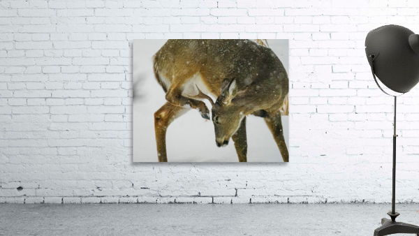 White tail scratching Wall Preview