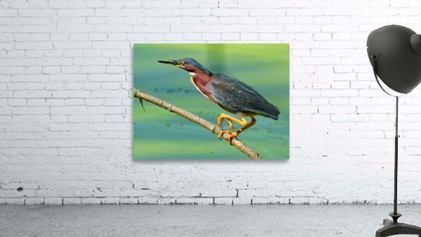 Green Heron hunting Wall Preview