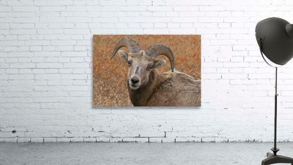 The look- bighorn sheep Wall Preview