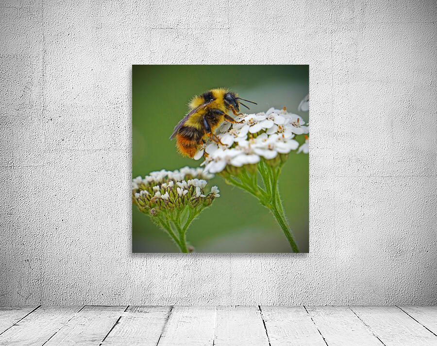 Honeybee on flower Wall Preview